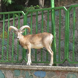 alborz wild sheep (male)
