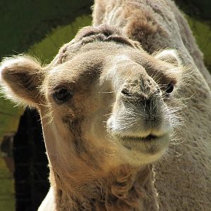 Bactrian Camel (tehran zoo)