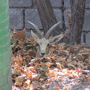 Persian Gazelle(male)