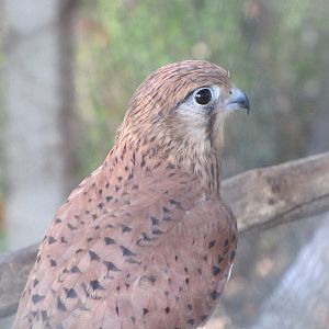 lesser kestrel