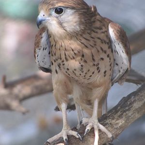 lesser kestrel