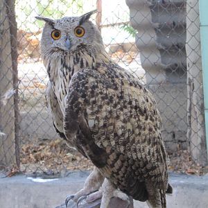 eurasian eagle owl