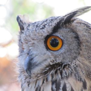 eurasian eagle owl
