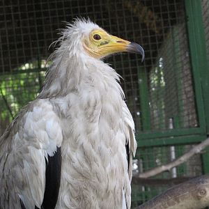 Egyptian vulture