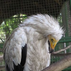 Egyptian vulture