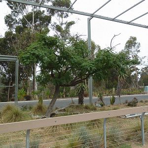 Elephant Odyssey - Secretary Bird/Black-Billed Magpie Exhibit
