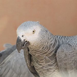 Grey Parrot
