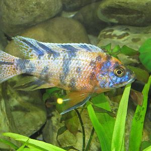 Malawi fish