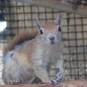 Persian Squirrel