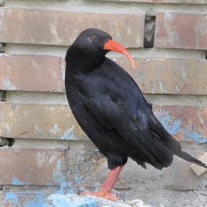 red-billed chough
