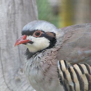 chukar