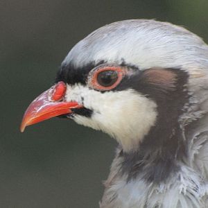 chukar