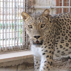 persian leopard (rika)