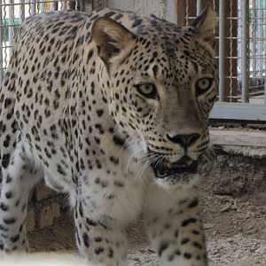 persian leopard (rika)
