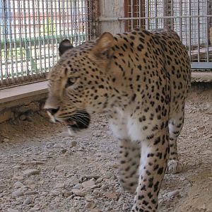 persian leopard (rika)