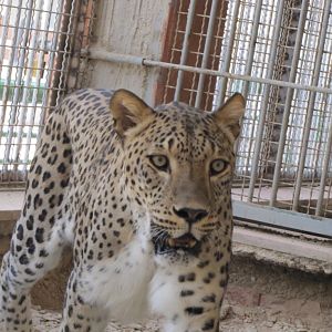 persian leopard (rika)