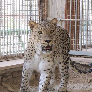 persian leopard (rika)