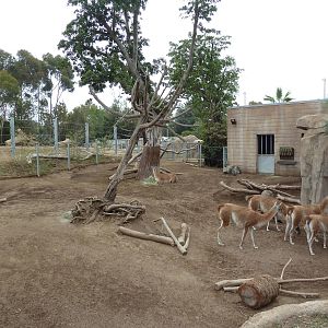 Elephant Odyssey - Baird's Tapir/Guanaco/Capybara Exhibit