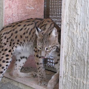 eurasian lynx(male)