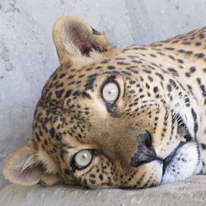 african leopard (male)
