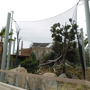 Elephant Odyssey - Jaguar Exhibit