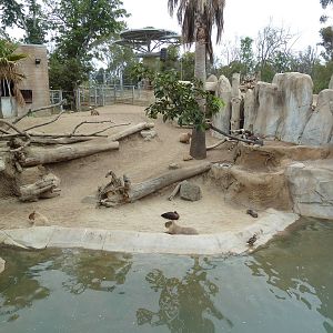 Elephant Odyssey - Baird's Tapir/Guanaco/Capybara Exhibit