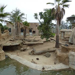 Elephant Odyssey - Baird's Tapir/Guanaco/Capybara Exhibit