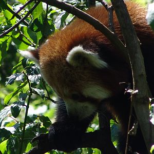 Red Panda (Ailurus fulgens)