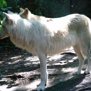 Arctic Wolf (Canis lupus arctos)