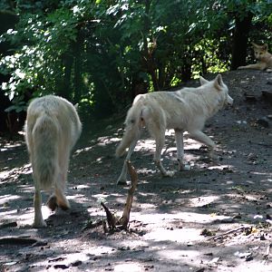 Arctic Wolf (Canis lupus arctos)