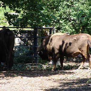 European Wisent (Bison bonasus)