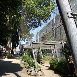 Birds of Prey Aviary 2