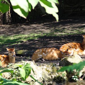 Sitatungas (Tragelaphus spekii)