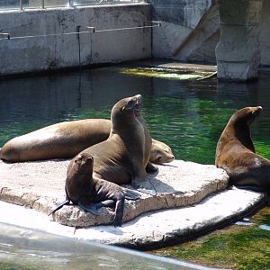 California sea lions (Zalophus californianus) with a pup