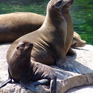 California sea lions (Zalophus californianus) with a pup