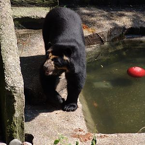 Spectacled Bear (Tremarctos ornatus)