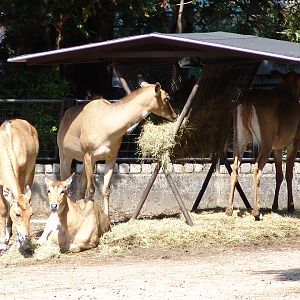 Nilgai (Boselaphus tragocamelus)
