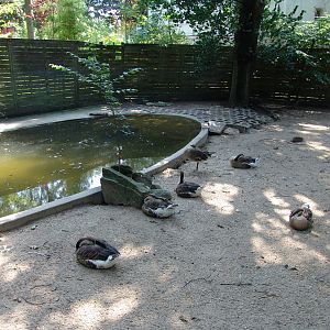 Swan Geese (Anser cygnoides)