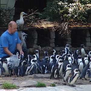 Black-footed Penguins (Spheniscus demersus) & Northern Gannets (Morus b
