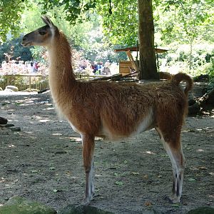 Guanaco (Lama guanicoe)
