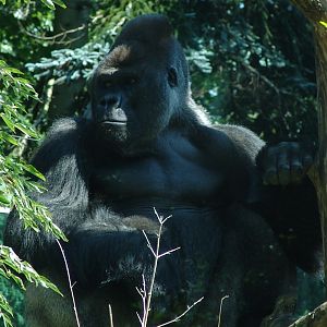 Western Lowland Gorilla (Gorilla gorilla gorilla)