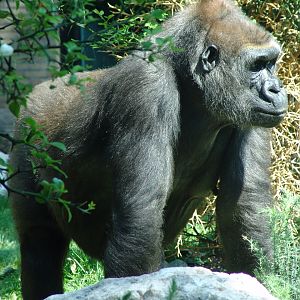 Western Lowland Gorilla (Gorilla gorilla gorilla)