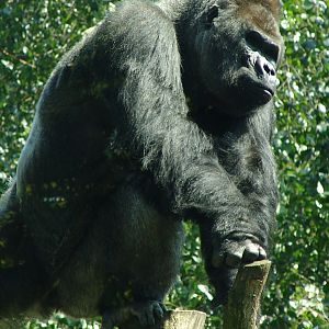 Western Lowland Gorilla (Gorilla gorilla gorilla)