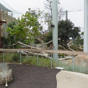 Elephant Odyssey - Jaguar Exhibit