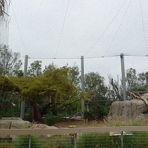 Elephant Odyssey - Lion Exhibit