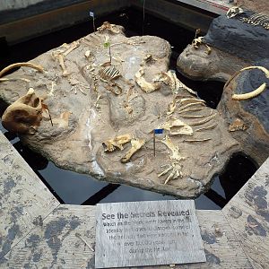 Elephant Odyssey - Tar Pit