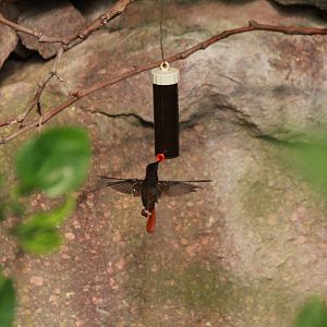 Ruby topaz hummingbird