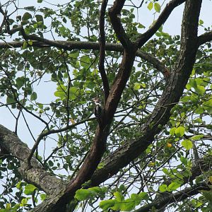 Middle-spotted Woodpecker
