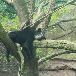 Spectacled bear cub