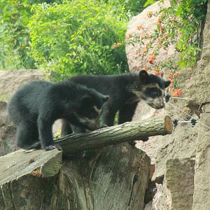 Spectacled bear cubs